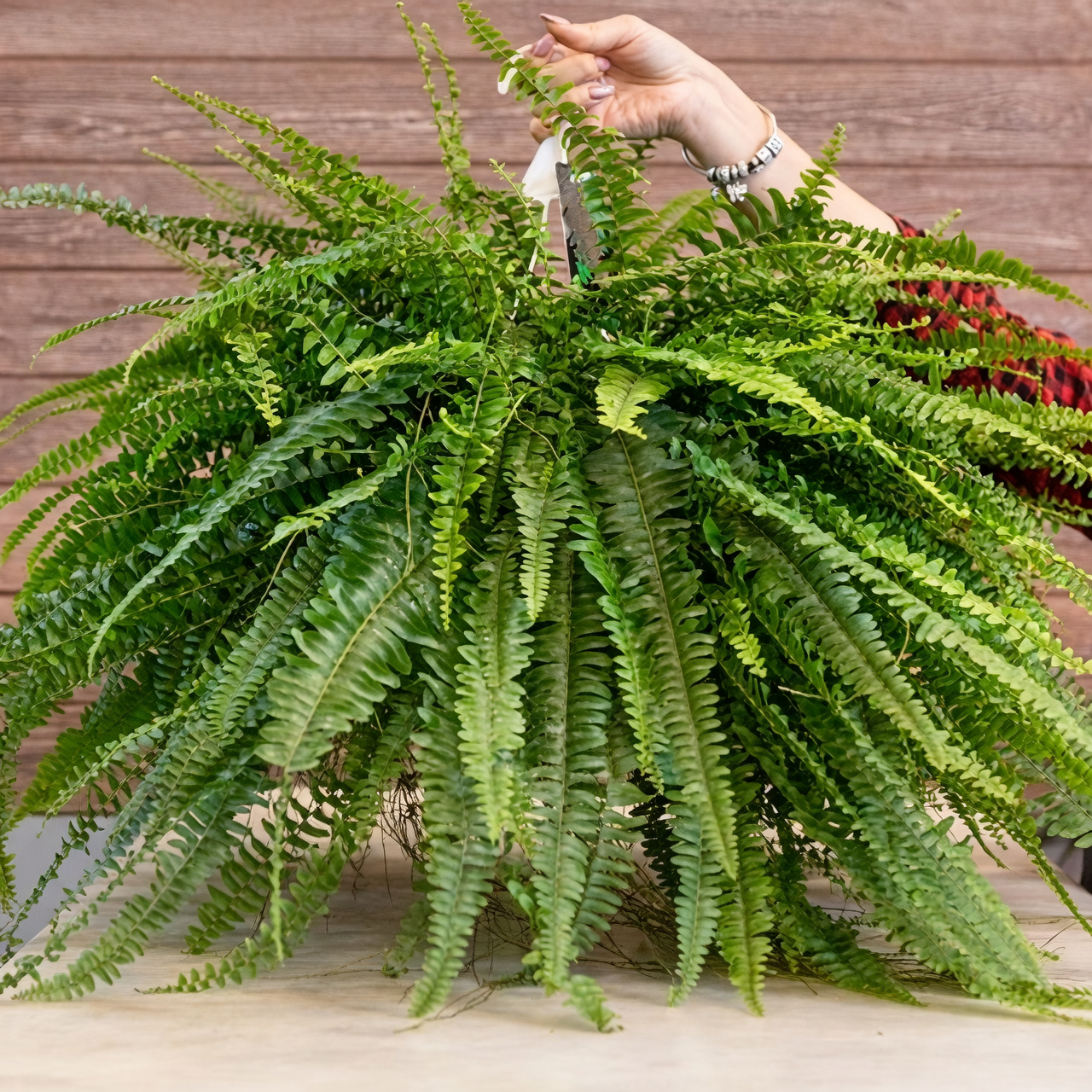 boston fern and ficus together