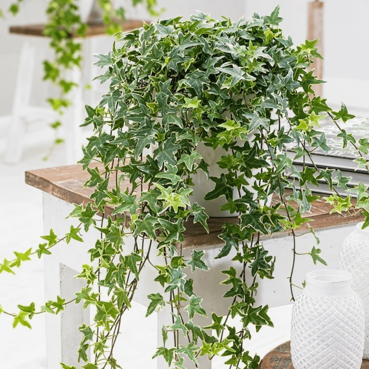 watering english ivy indoor plant
