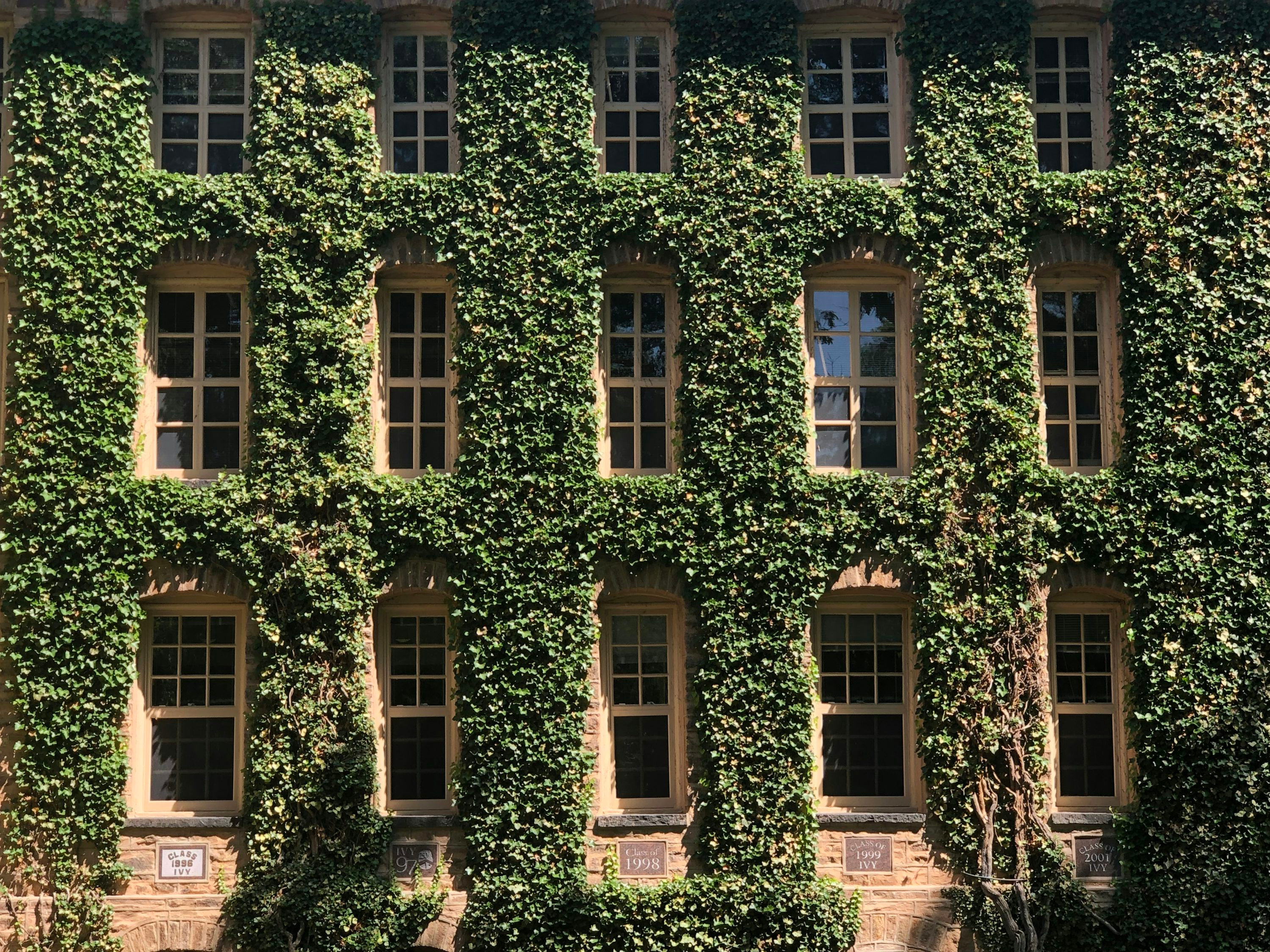 english ivy near window