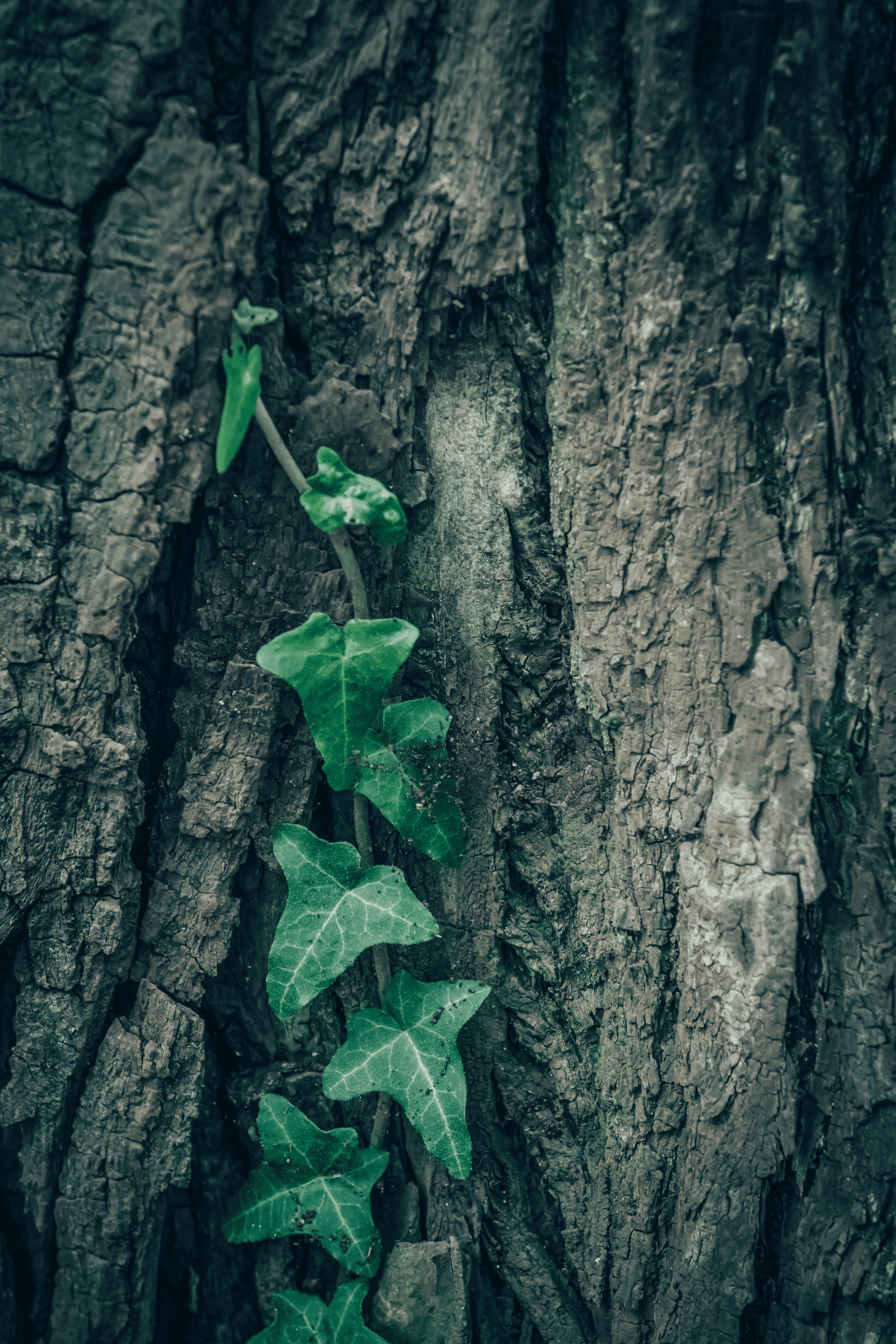 english ivy aerial rootlets close-up