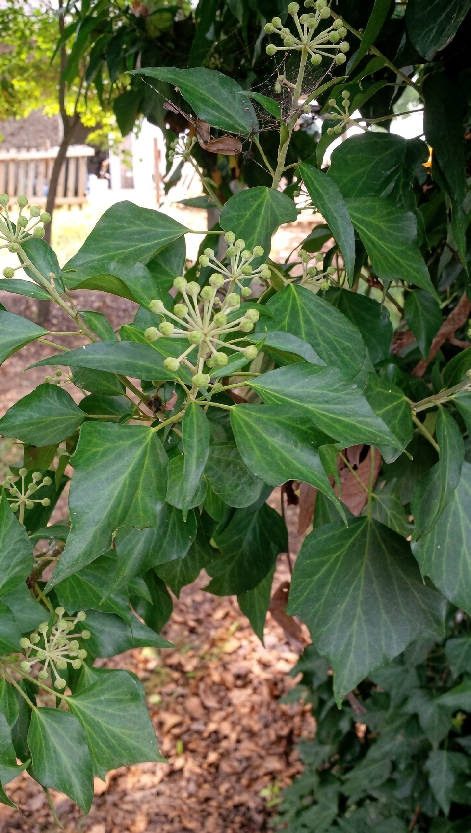 english ivy juvenile and mature leaves