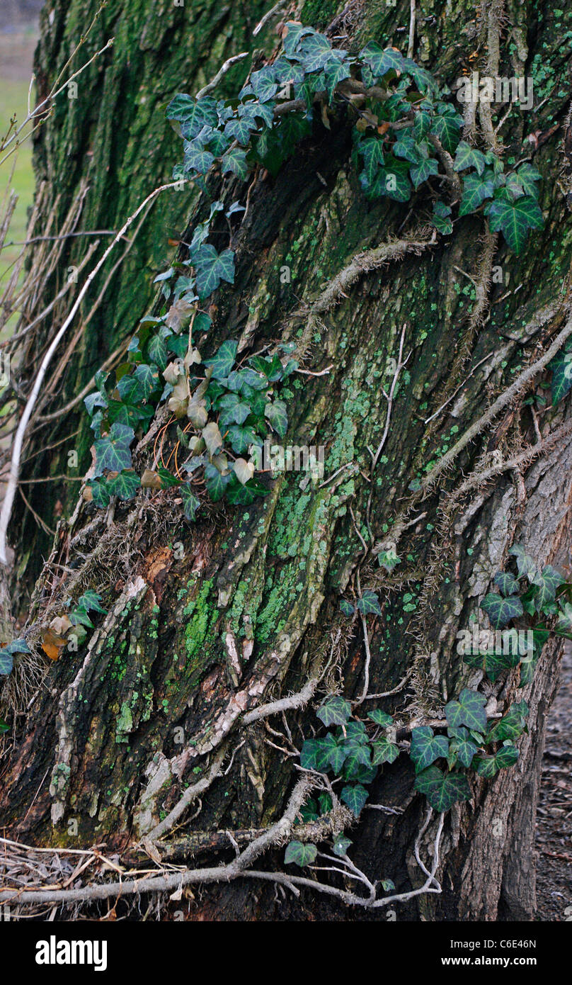 English ivy climbing tree trunk