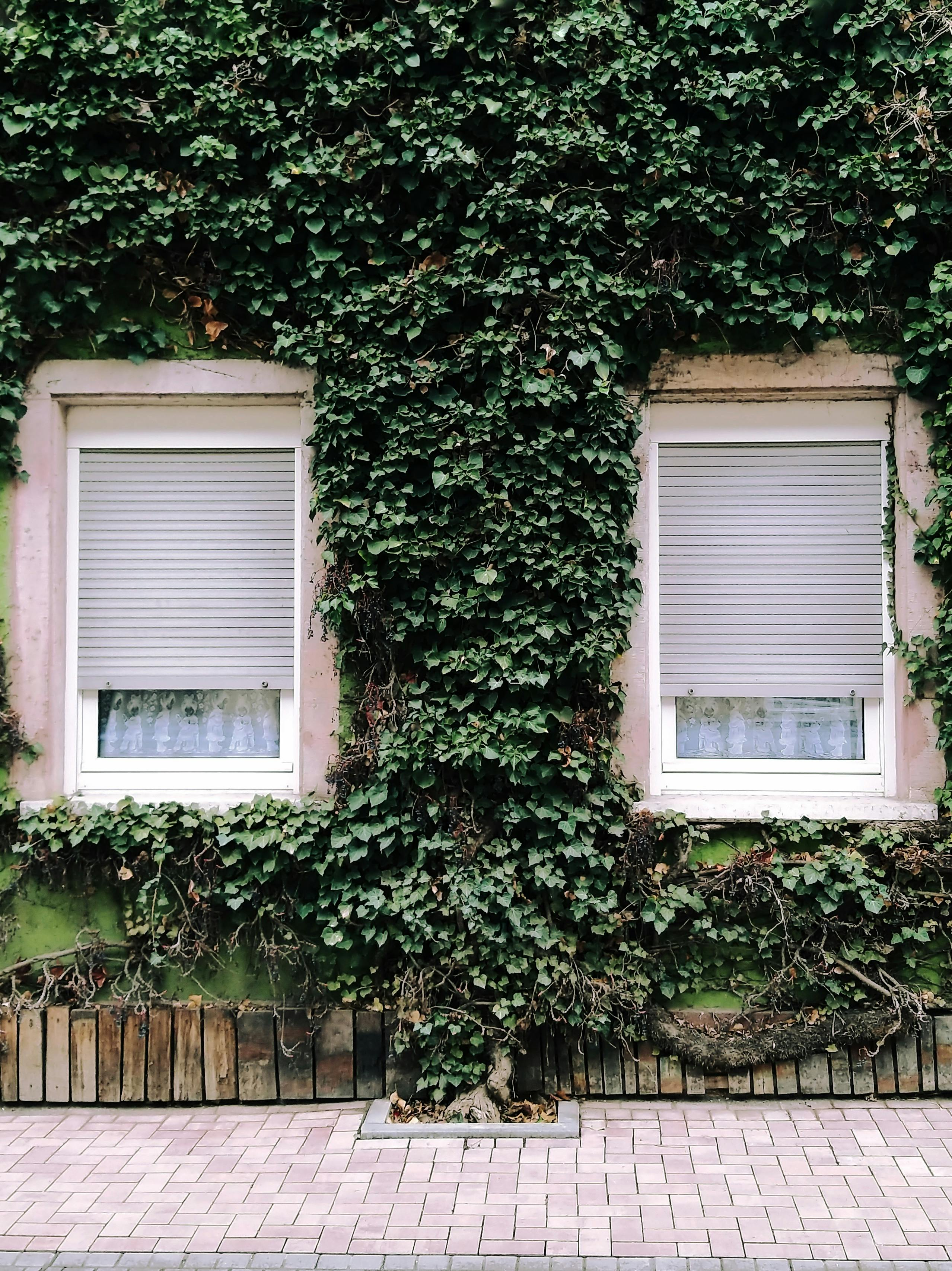 english ivy living wall installation