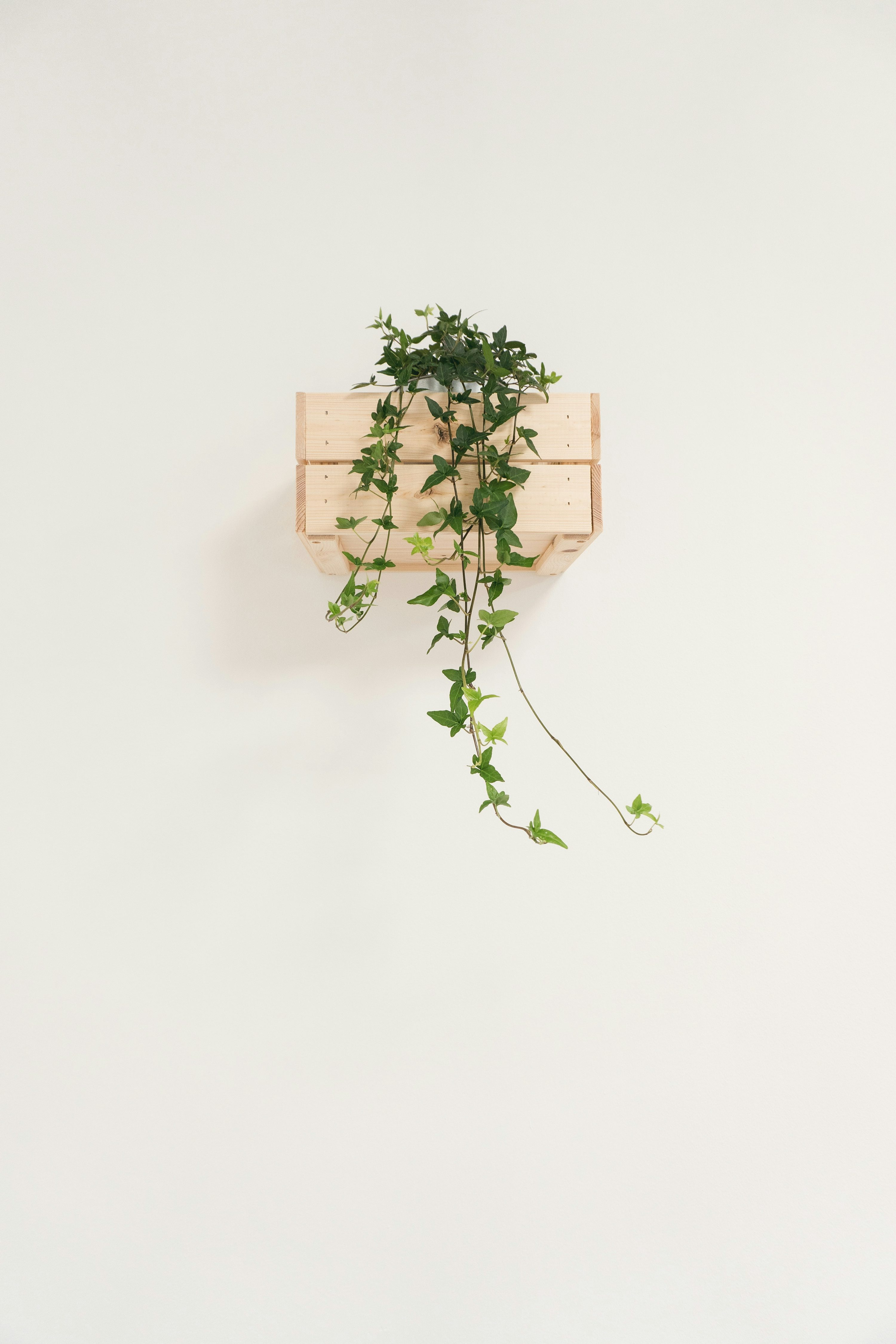 english ivy topiary on shelf