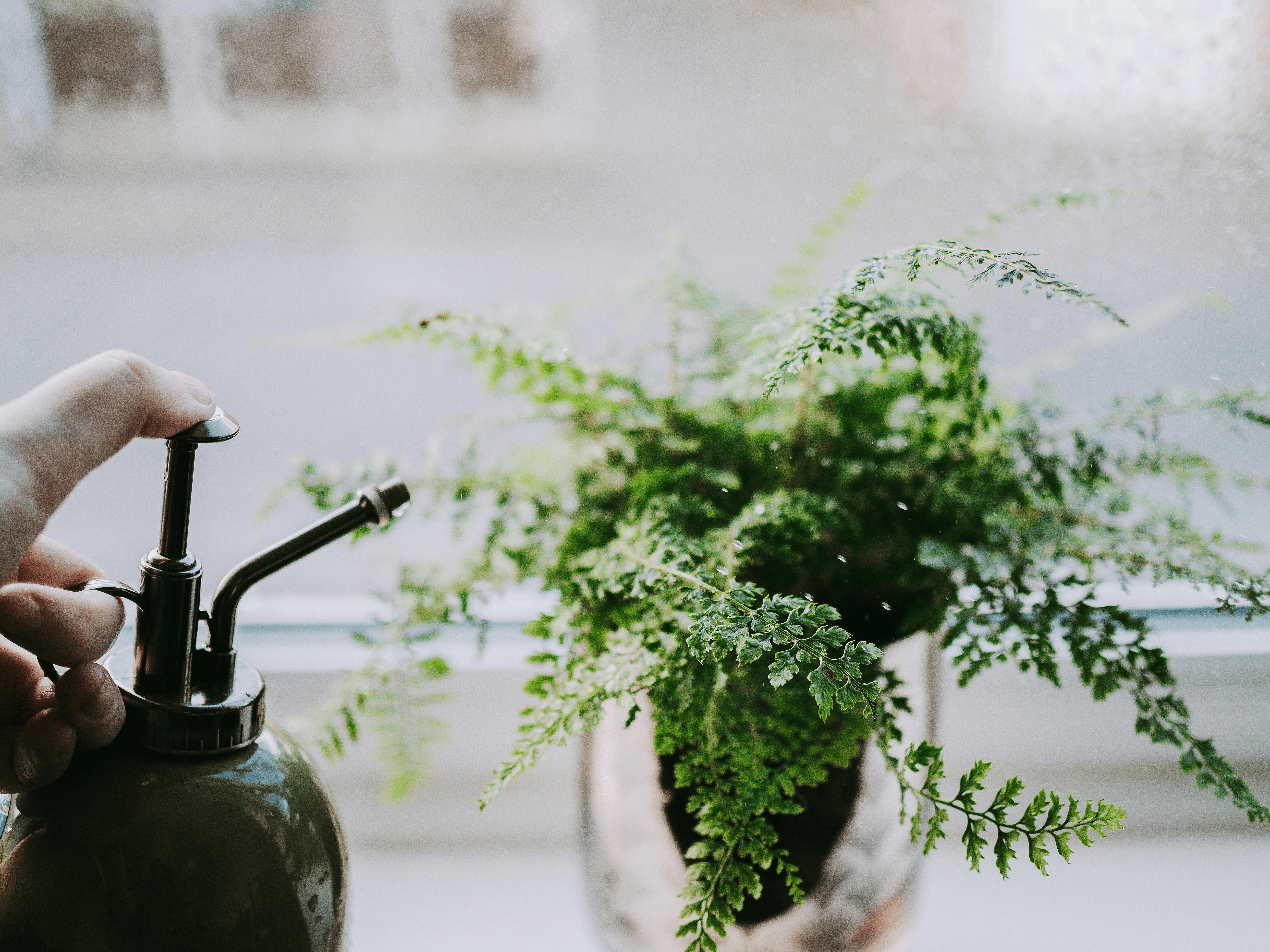 watering maidenhair fern indoor