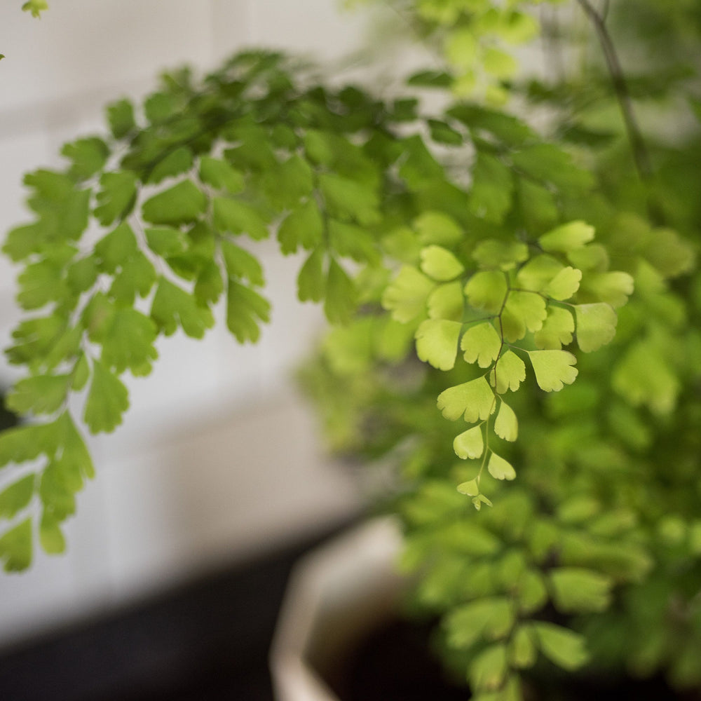 maidenhair fern bathroom humidity