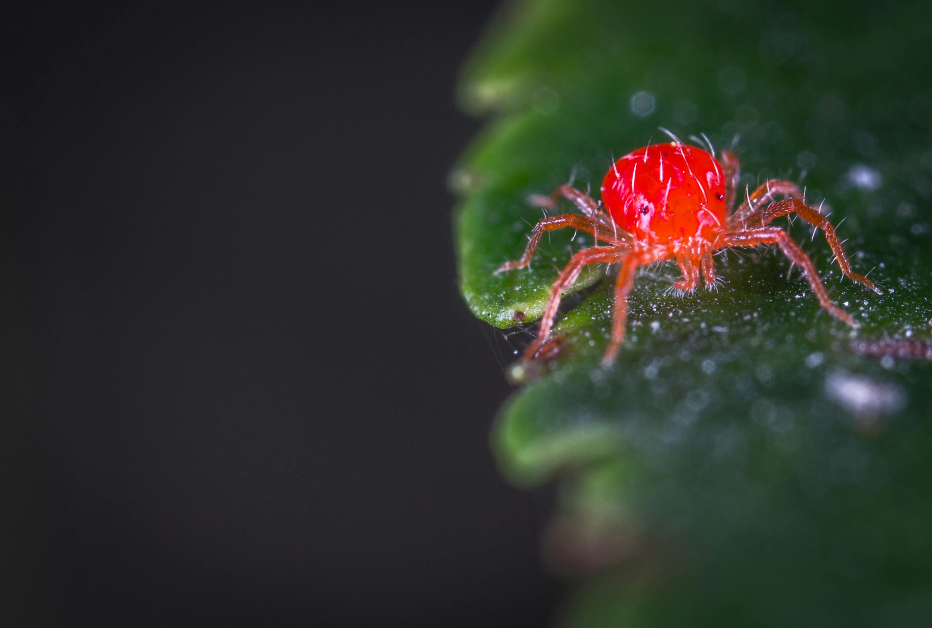 spider mites on plant leaves