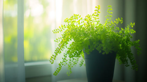 Allestimento per la cura indoor della felce capelvenere