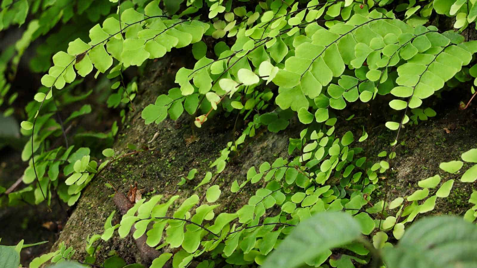 maidenhair fern in natural habitat
