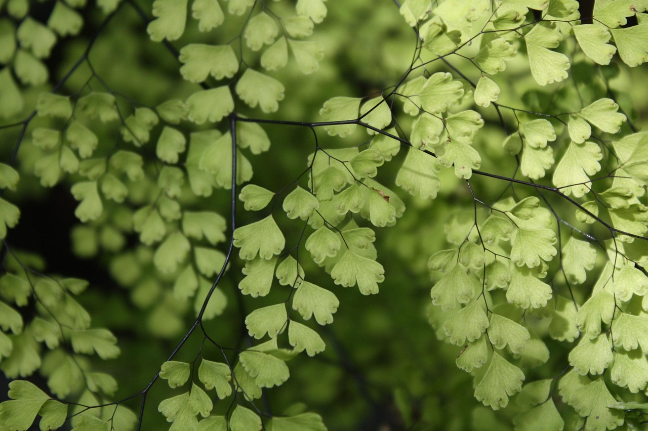 maidenhair fern indoor bathroom