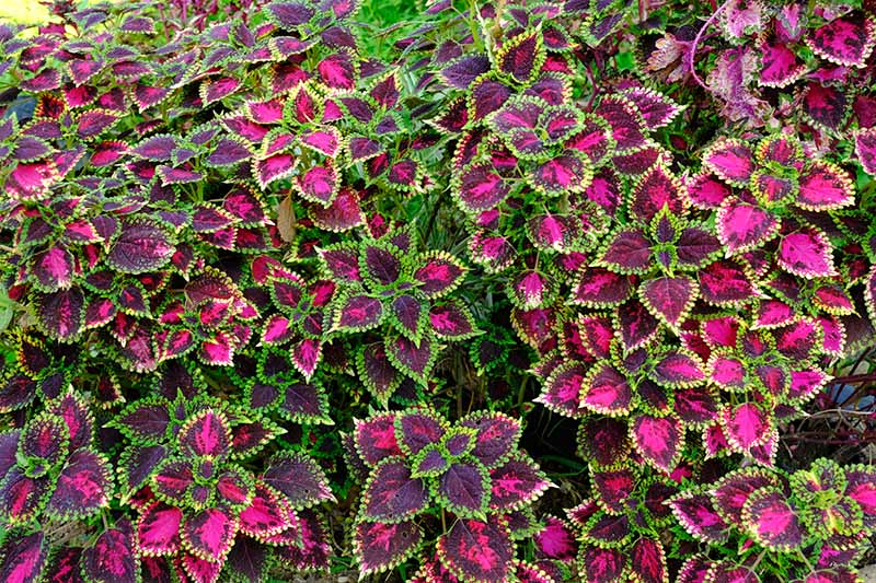 Spotting Trouble: How to Battle Common Coleus Pests Like a Pro