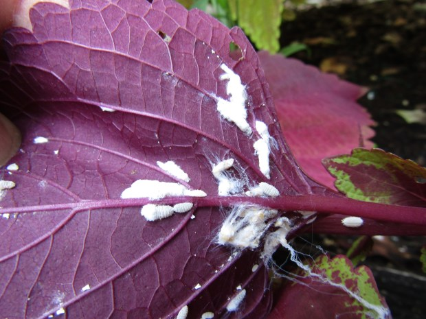 mealybugs on coleus leaves
