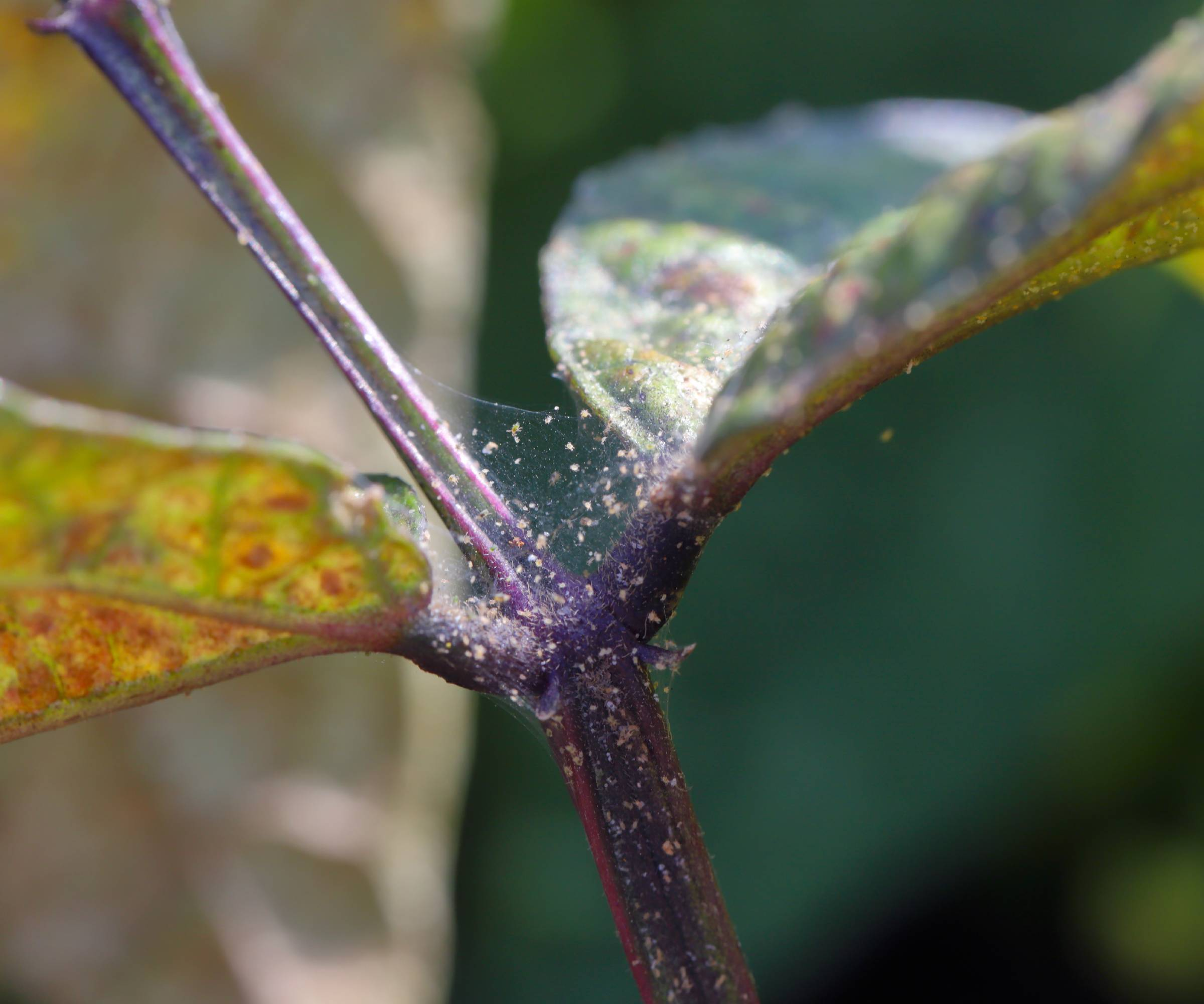 spider mites on coleus leaves