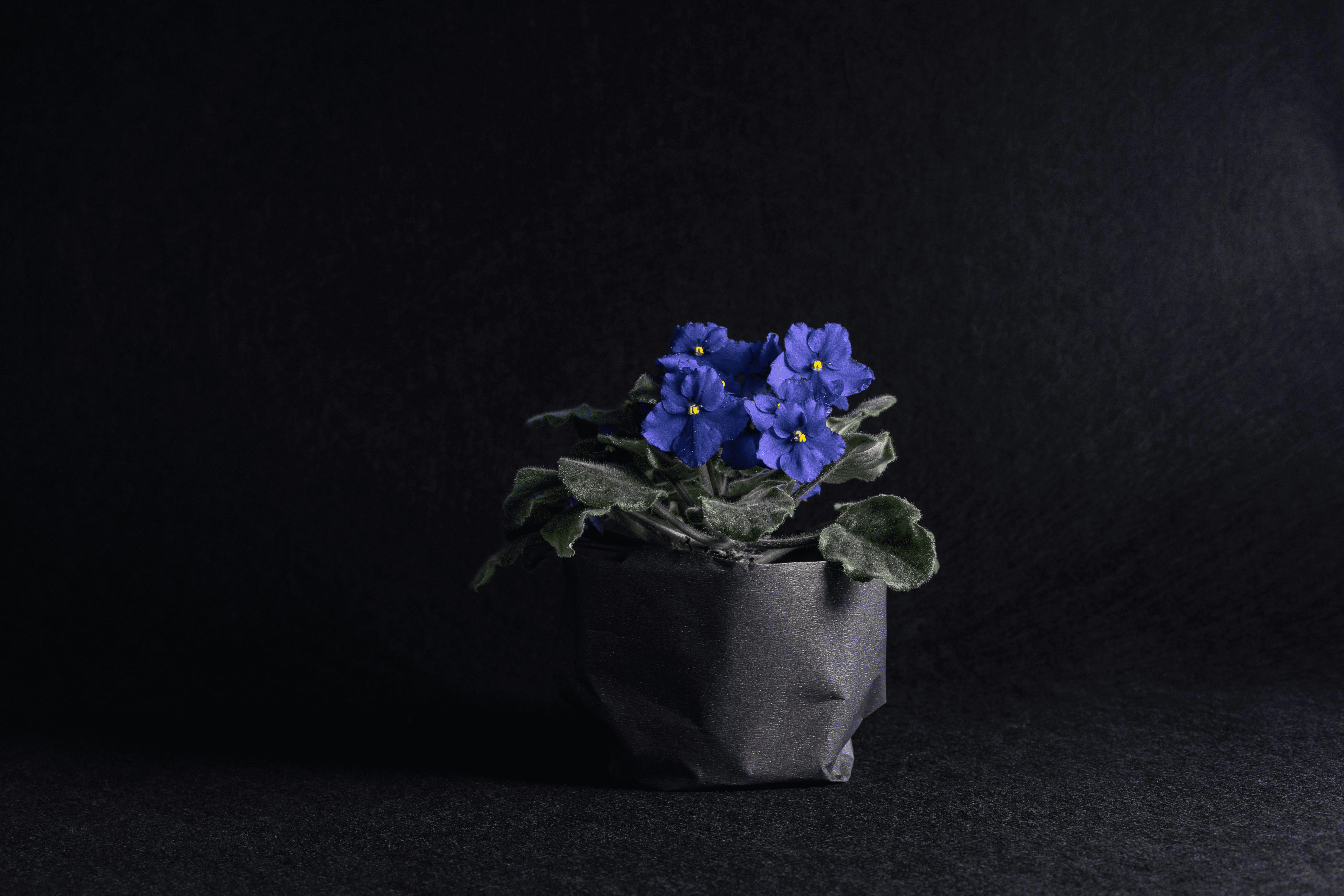 African violets under fluorescent light