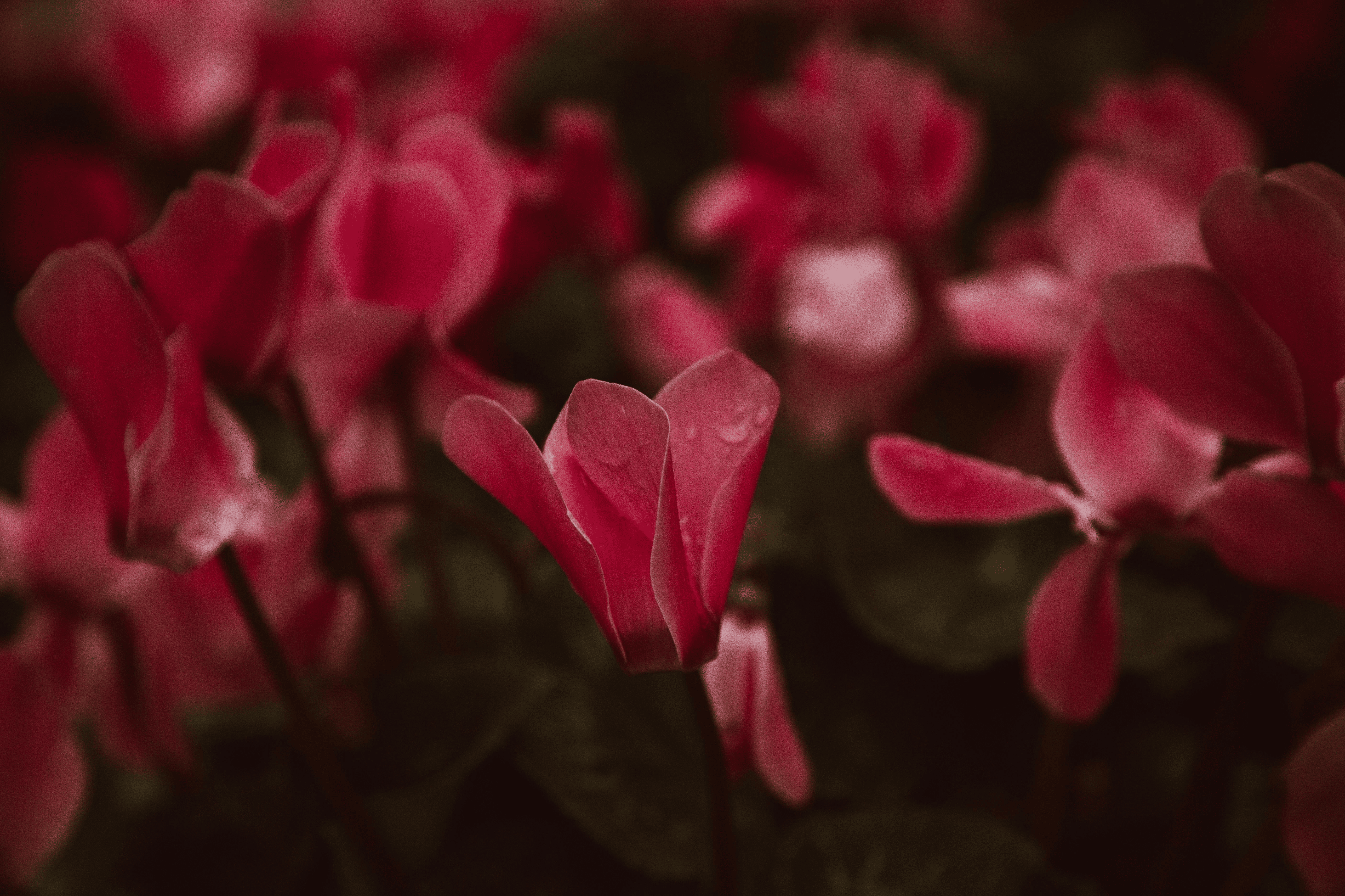 cyclamen flower close-up
