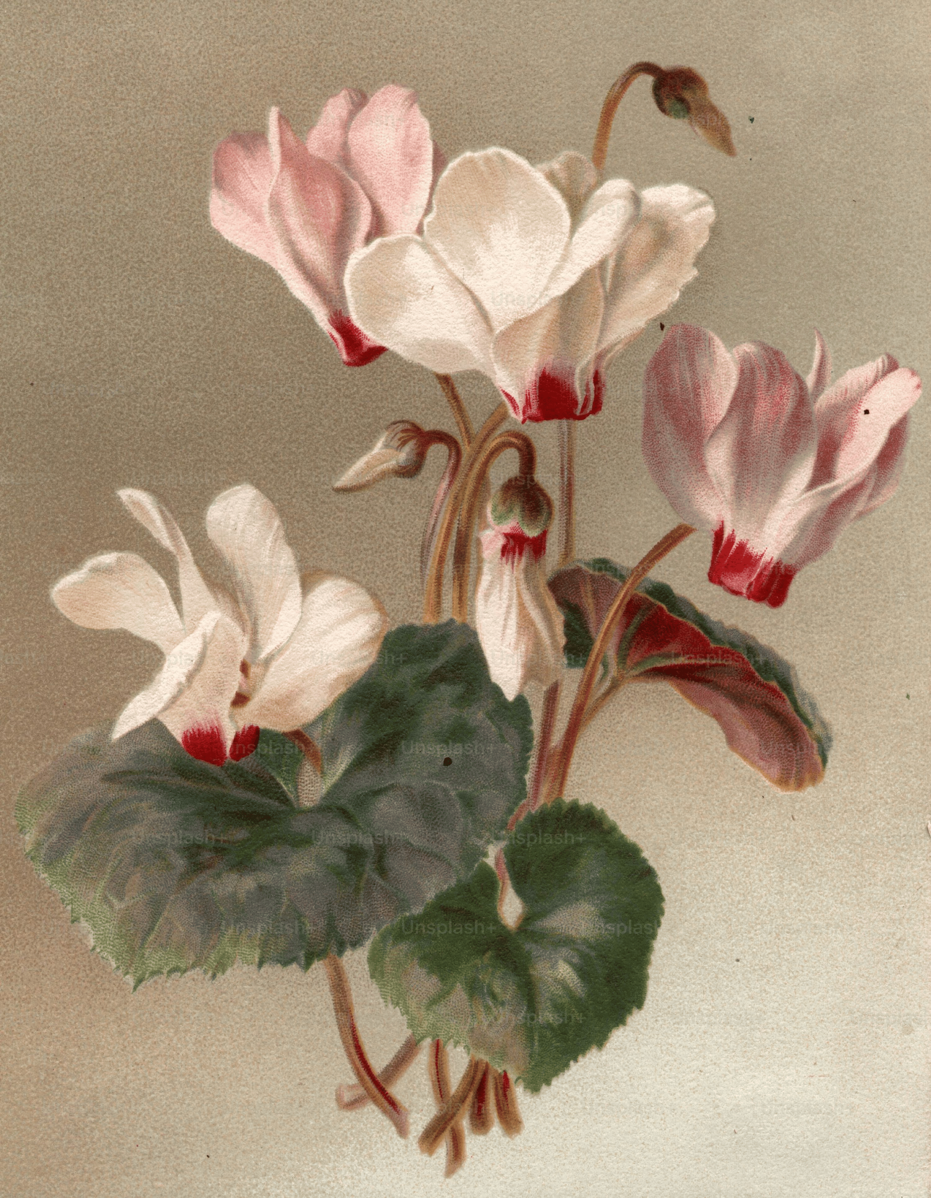 cyclamen historical illustration