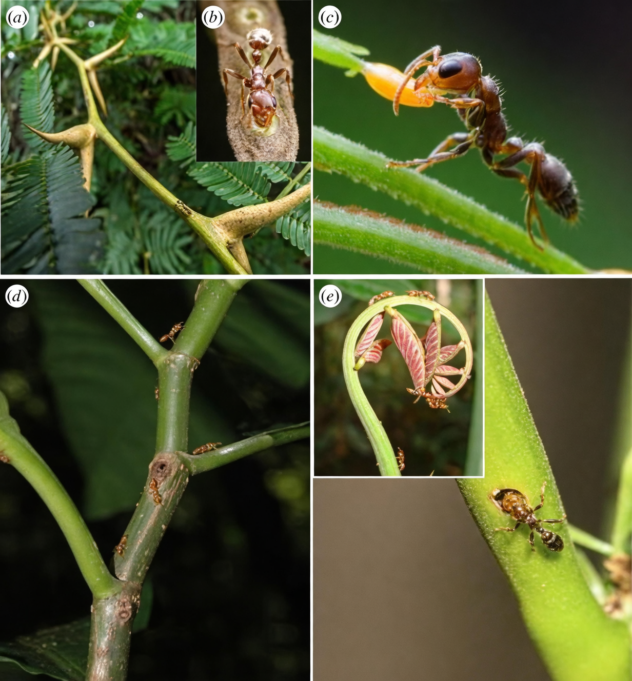 philodendron ants symbiosis