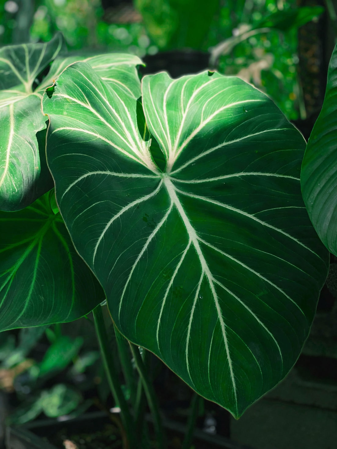 philodendron leaf metamorphosis