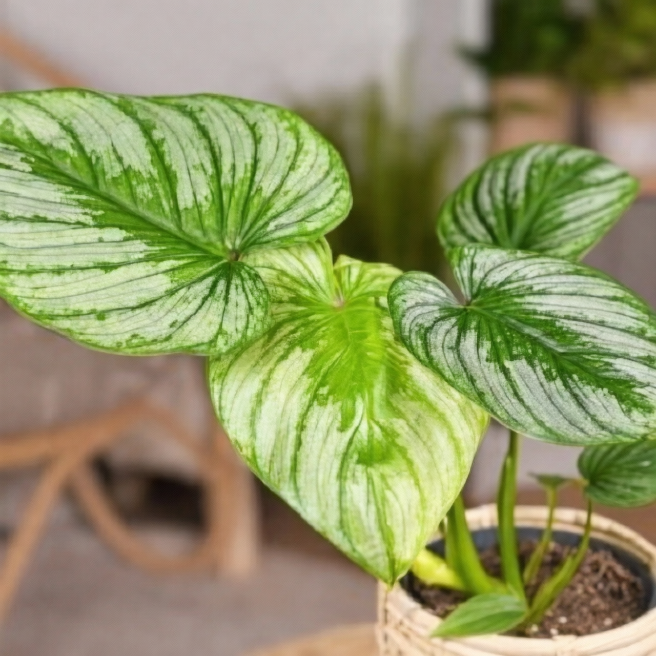 Propagation Pro: Growing Your Philodendron Family with Ease