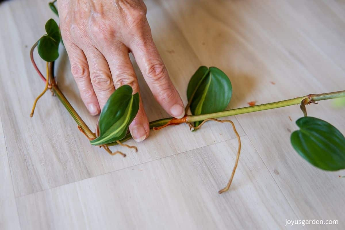 philodendron stem cutting process