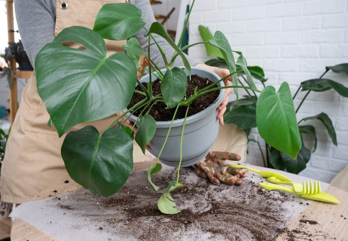philodendron division process
