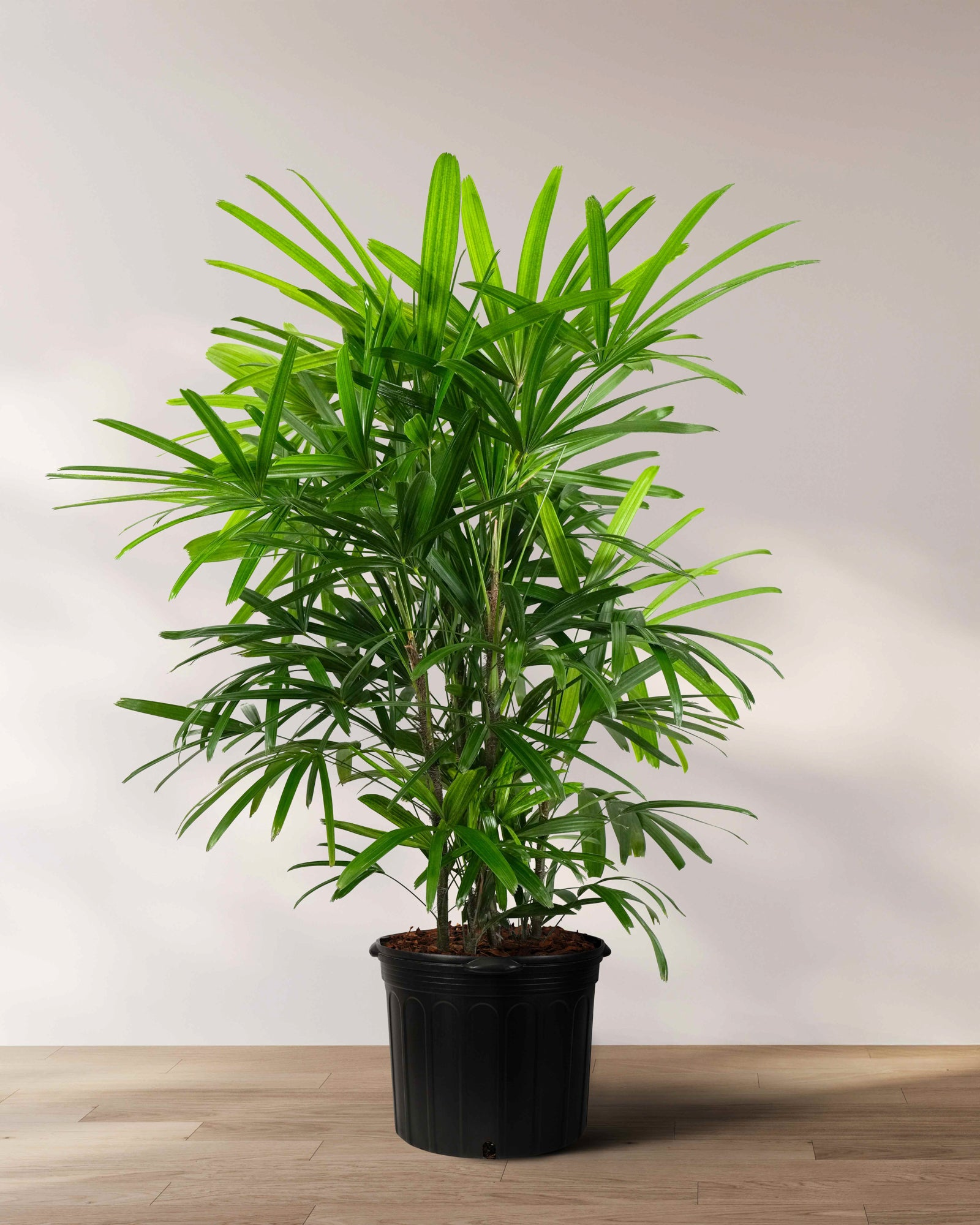 Styling Spaces: Using Lady Palms for Interior Elegance