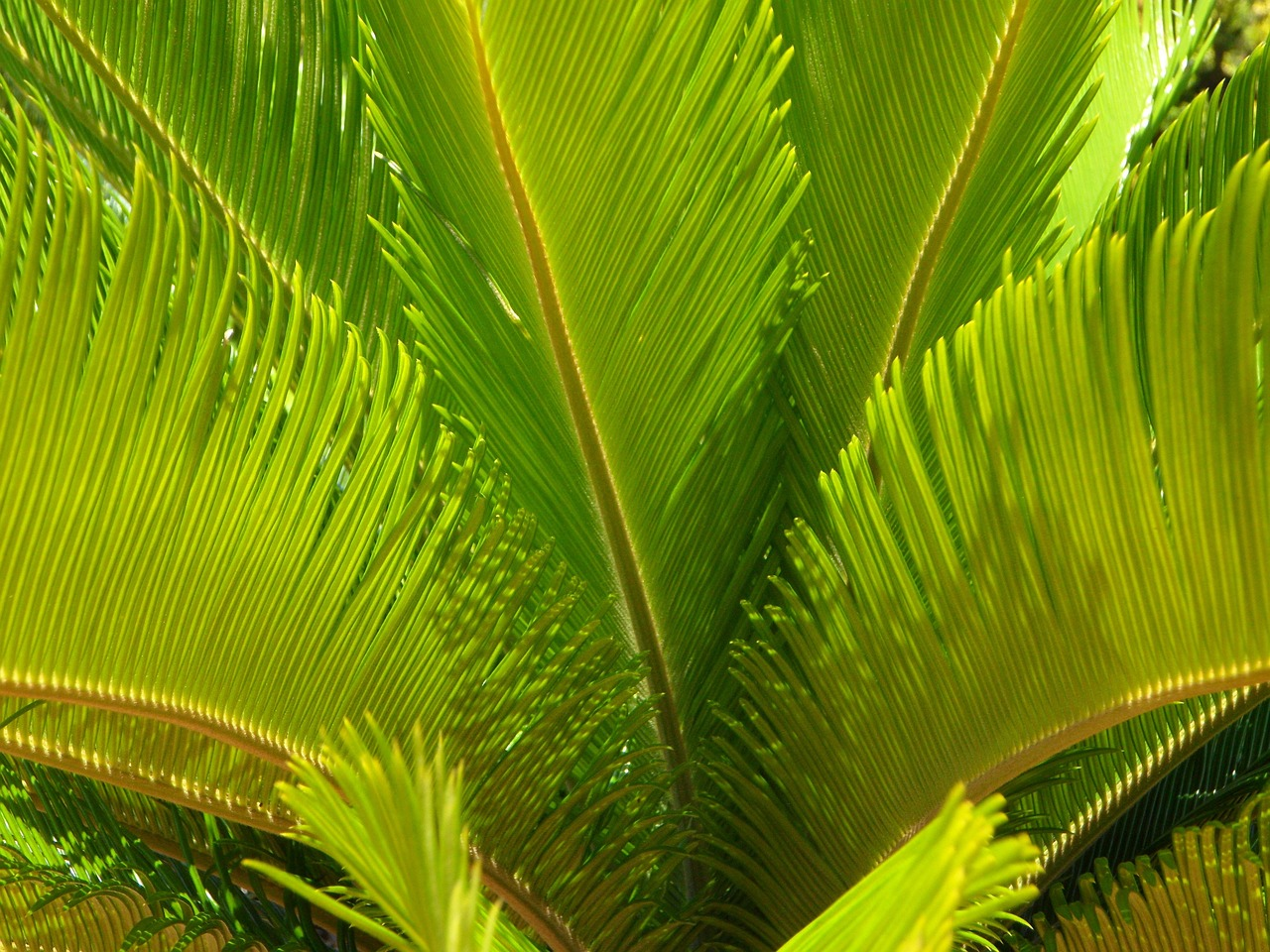 lady palm leaves close-up