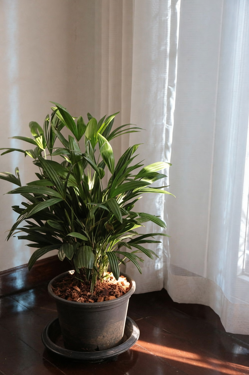 lady palm in low-light corner