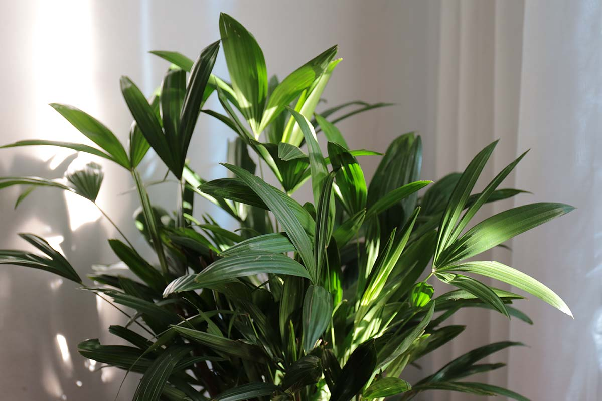 watering lady palm indoors