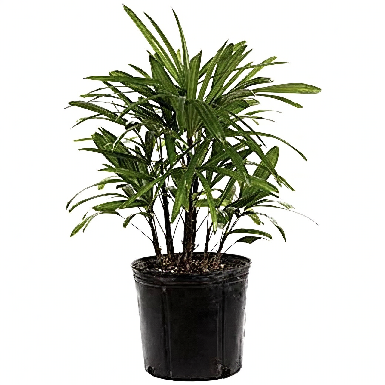 Propagation Masterclass: Growing Your Own Lady Palm Clumps