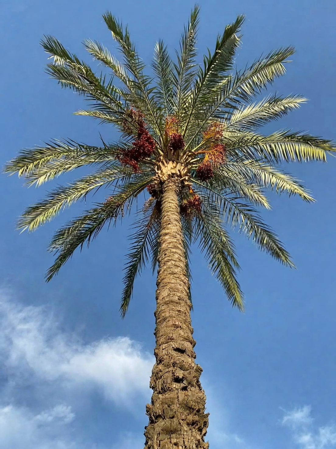 lady palm root division