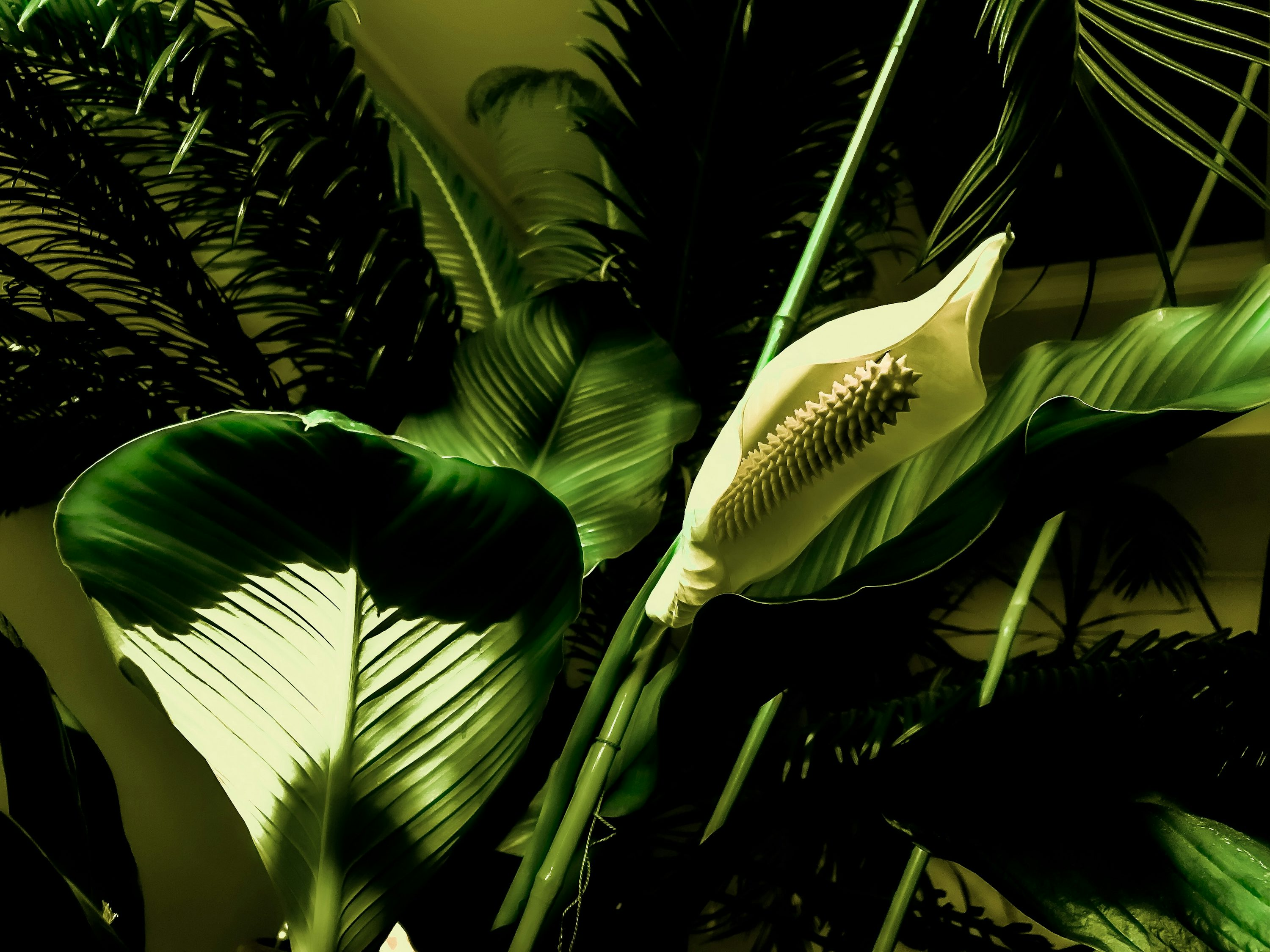 peace lily and lady palm together
