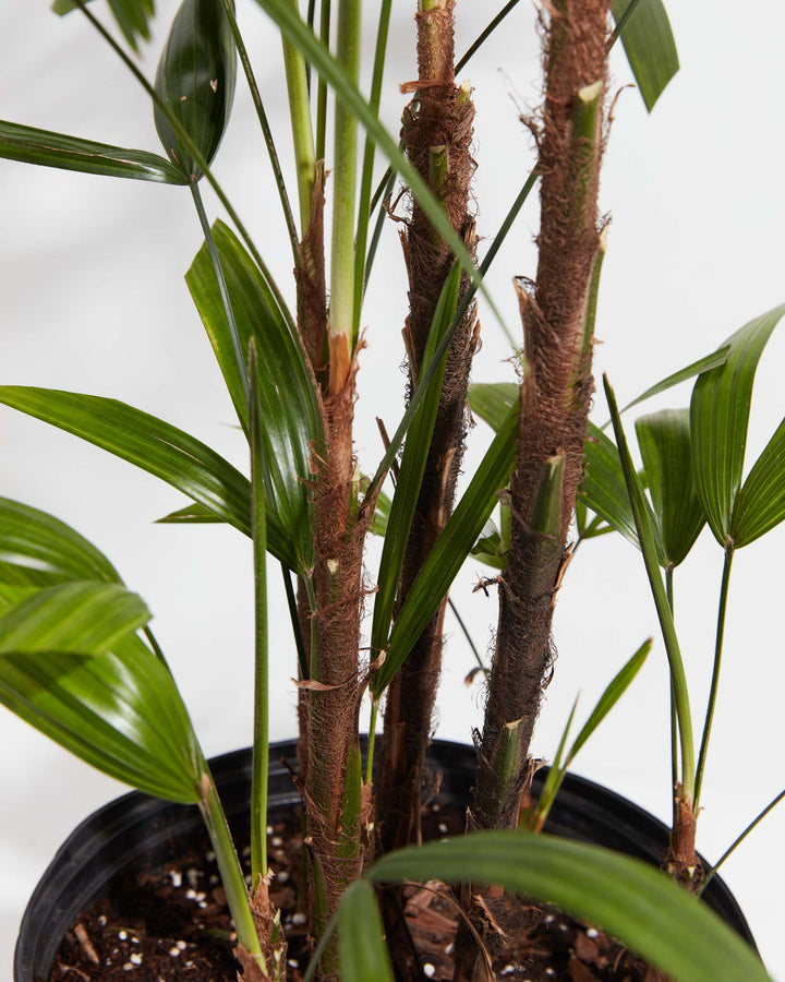 snake plant and lady palm indoor