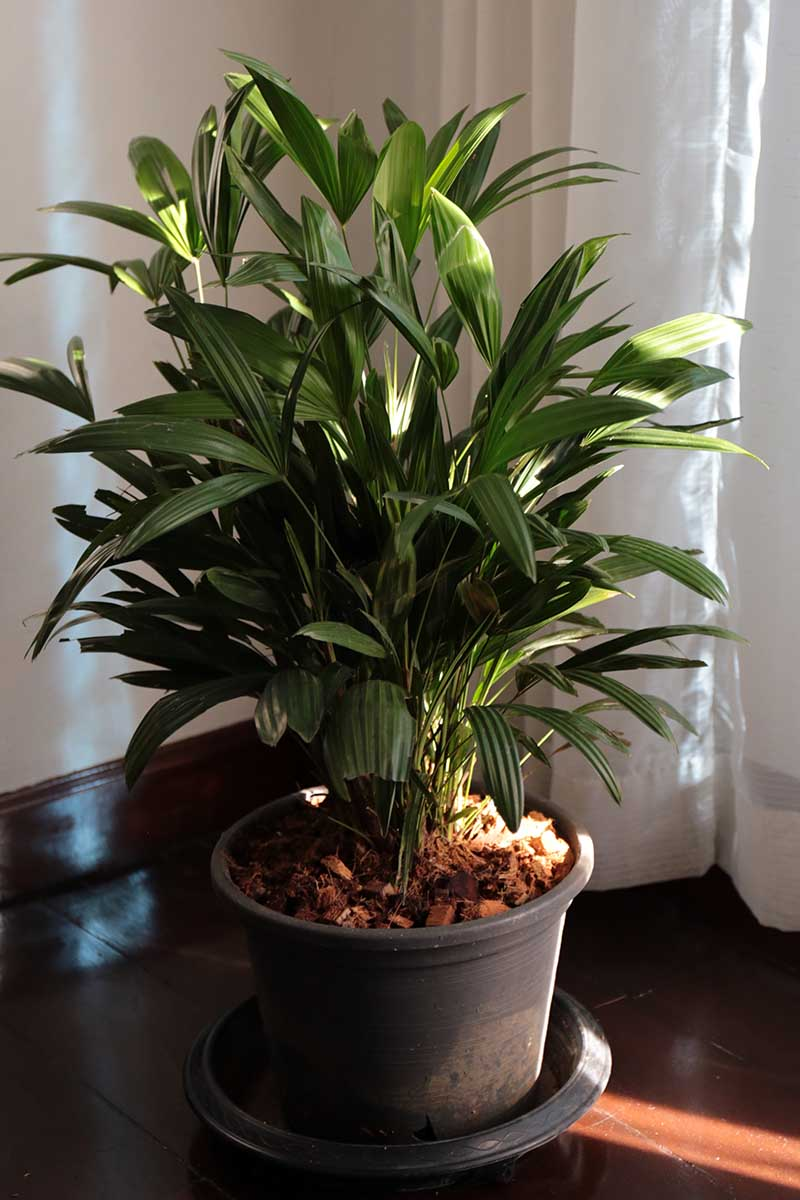 pothos hanging above lady palm
