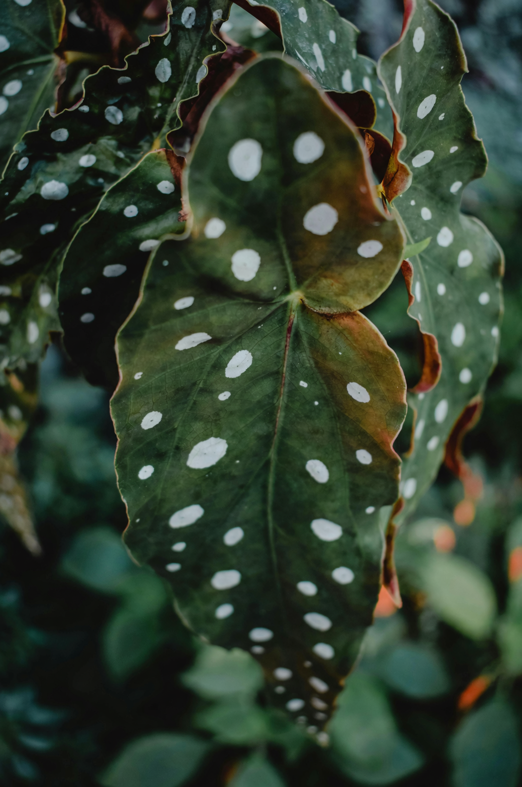 Designing with Polka Dot Begonia: Turning Your Home Into a Jungle Paradise