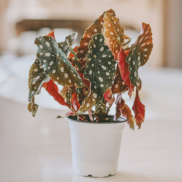 polka dot begonia in white pot modern room