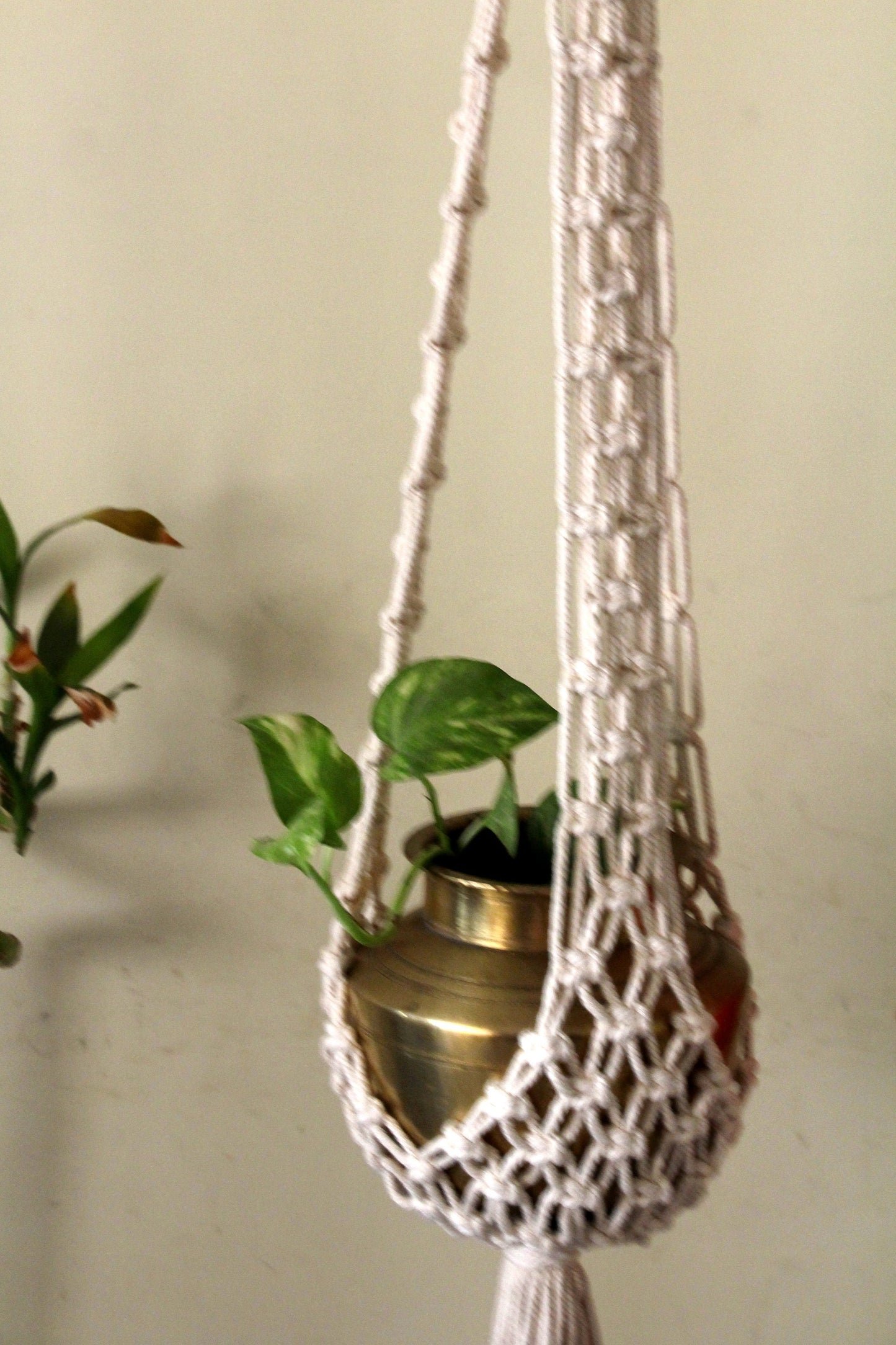 polka dot begonia in macrame hanger boho style