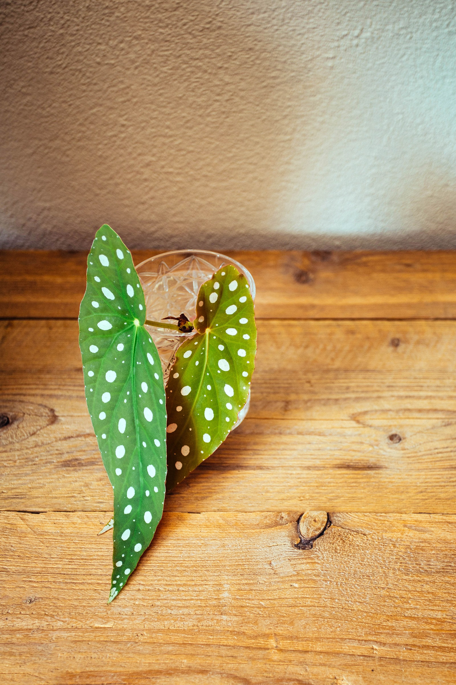 polka dot begonia on vintage table
