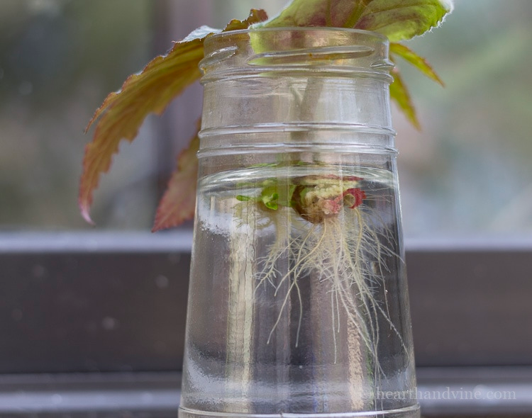 begonia cutting in water