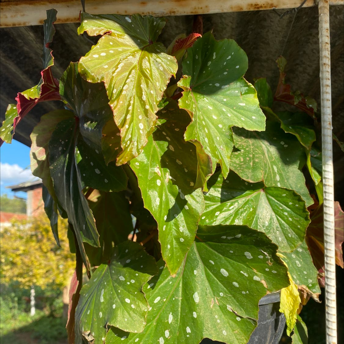 begonia with yellow leaves