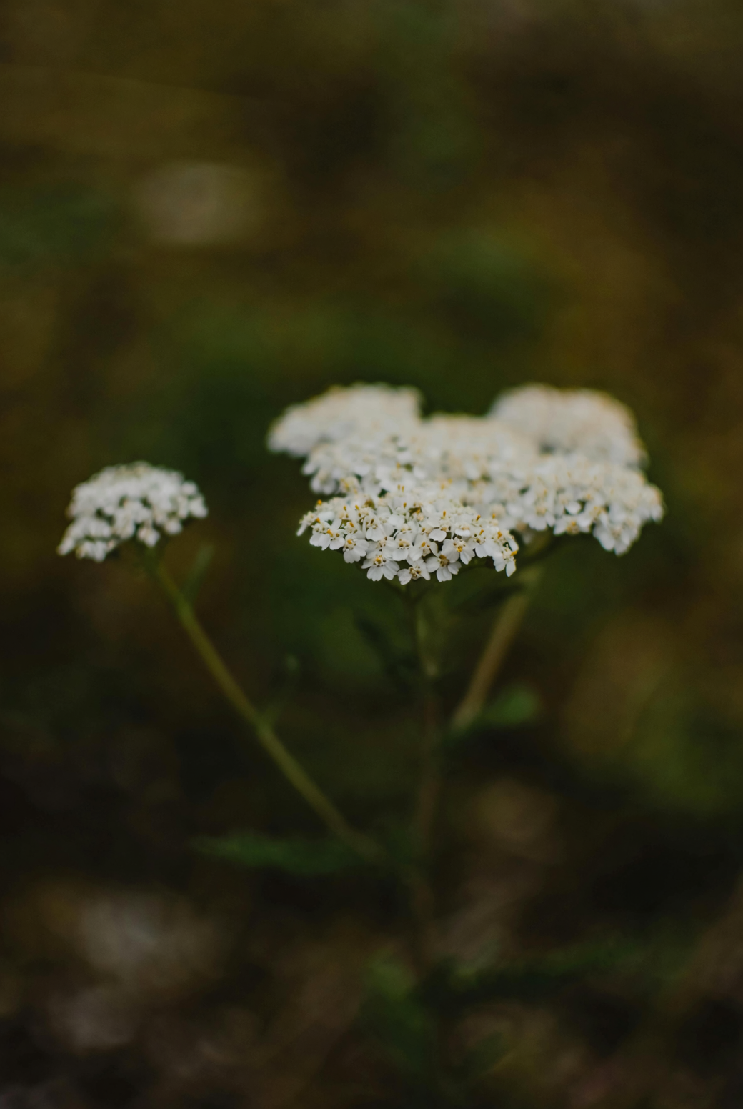 yarrow leaves close-up