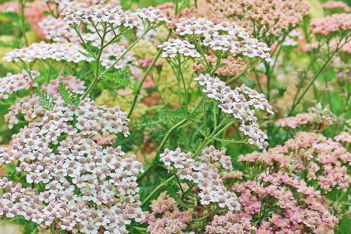 yarrow flowers in bloom