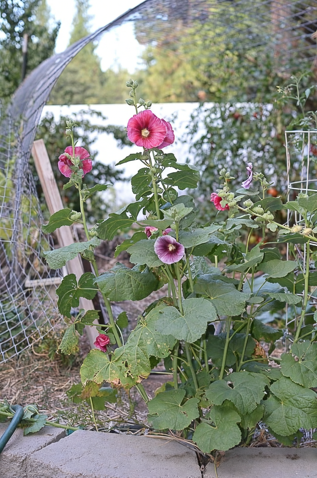蜀葵的花语与文化意义：守护梦想的花朵