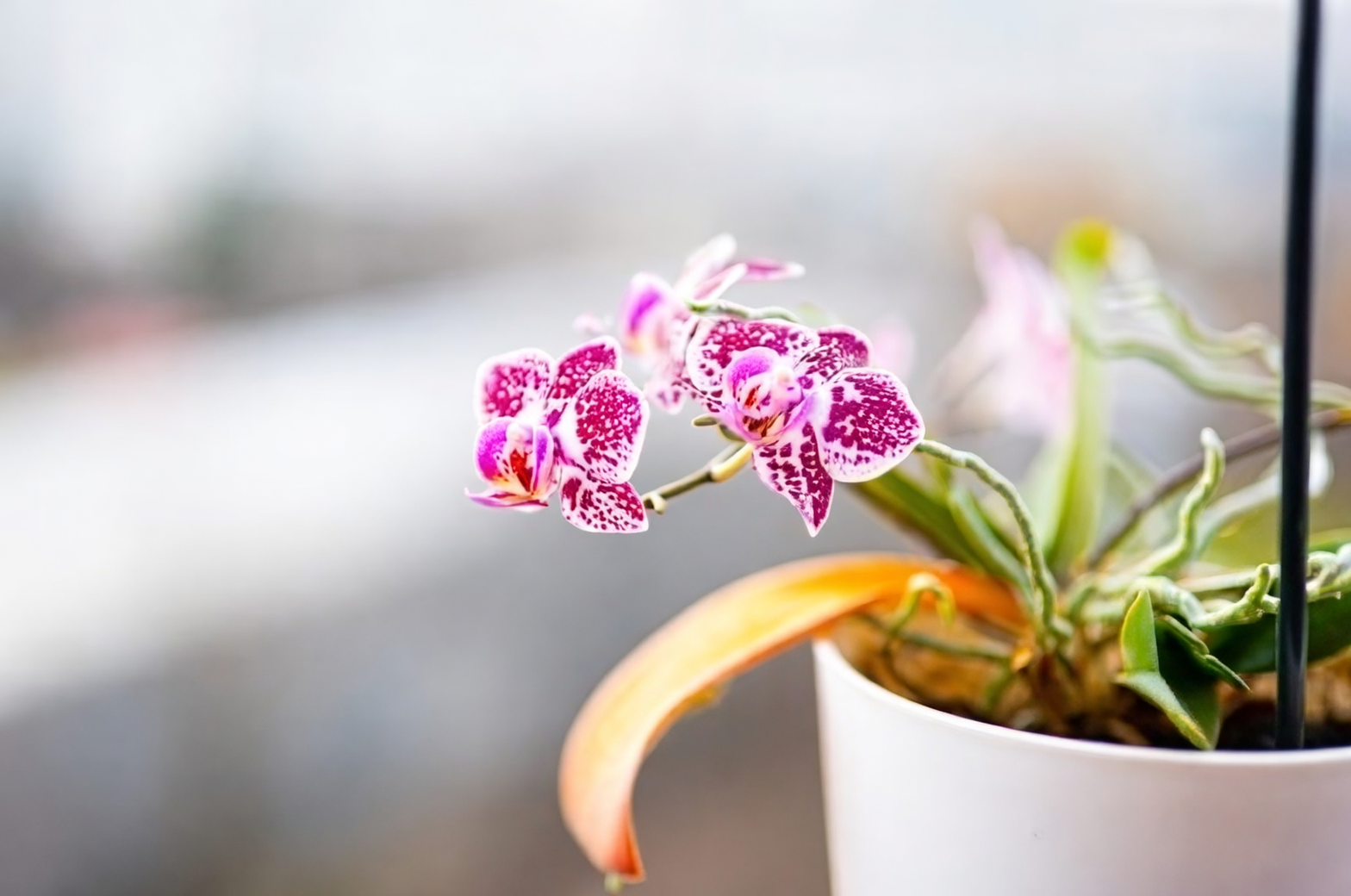 オーキッドミックスにPhalaenopsis（コチョウラン）のケイキを植え付ける