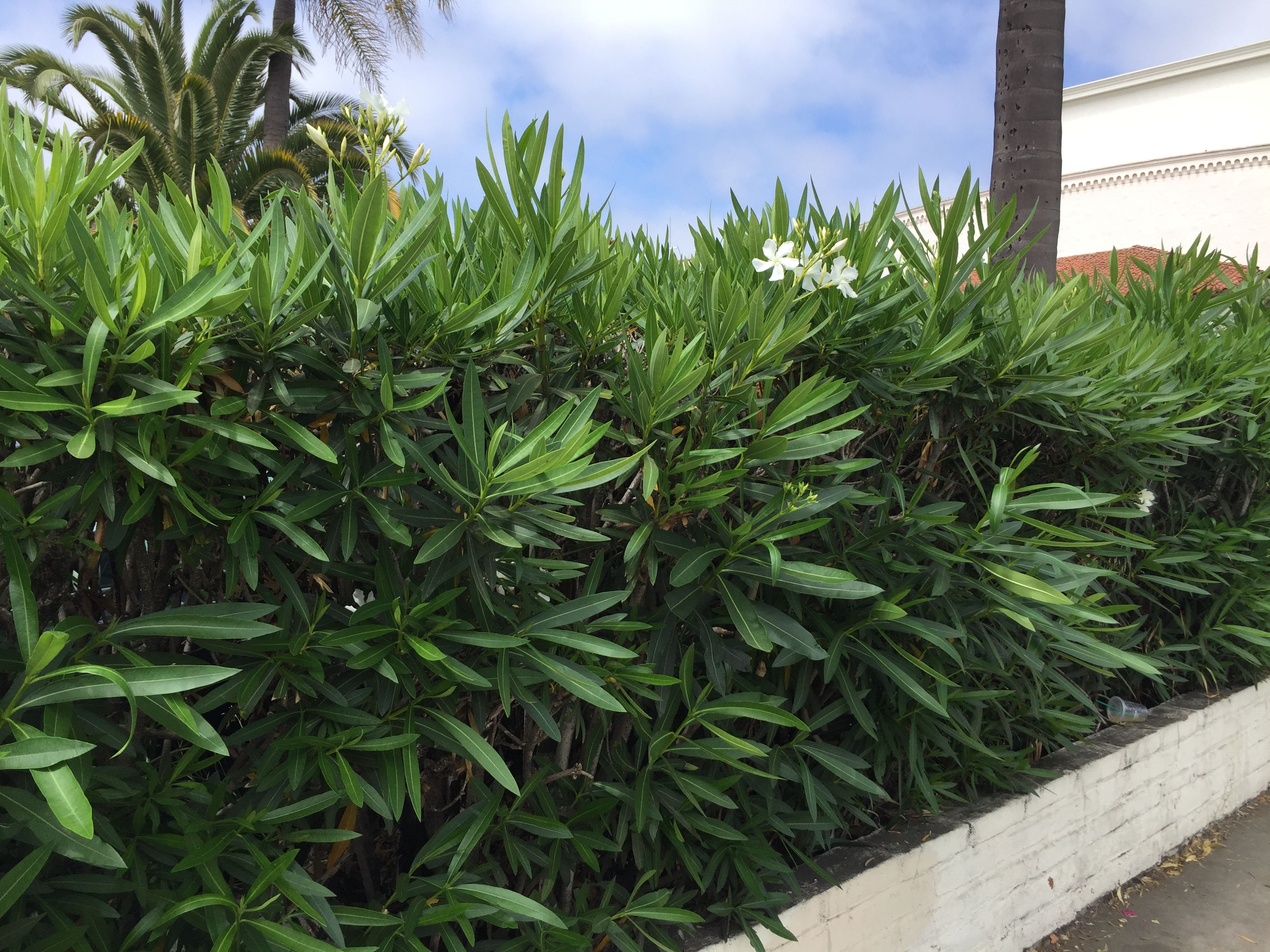 Propagation Masterclass: Growing New Oleanders from Cuttings