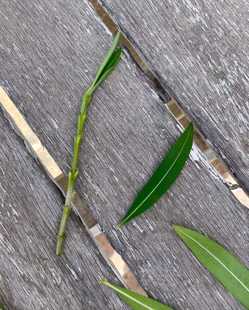 oleander stem cutting close-up