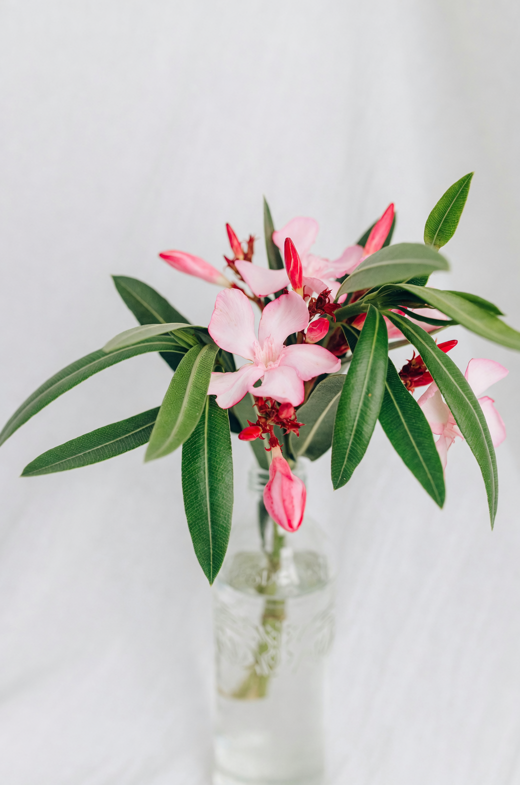 oleander rooting in water glass
