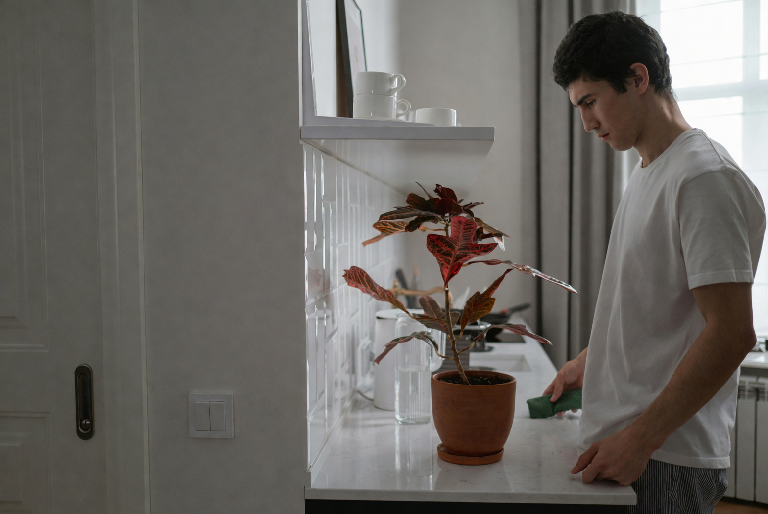 watering caladium plant indoors
