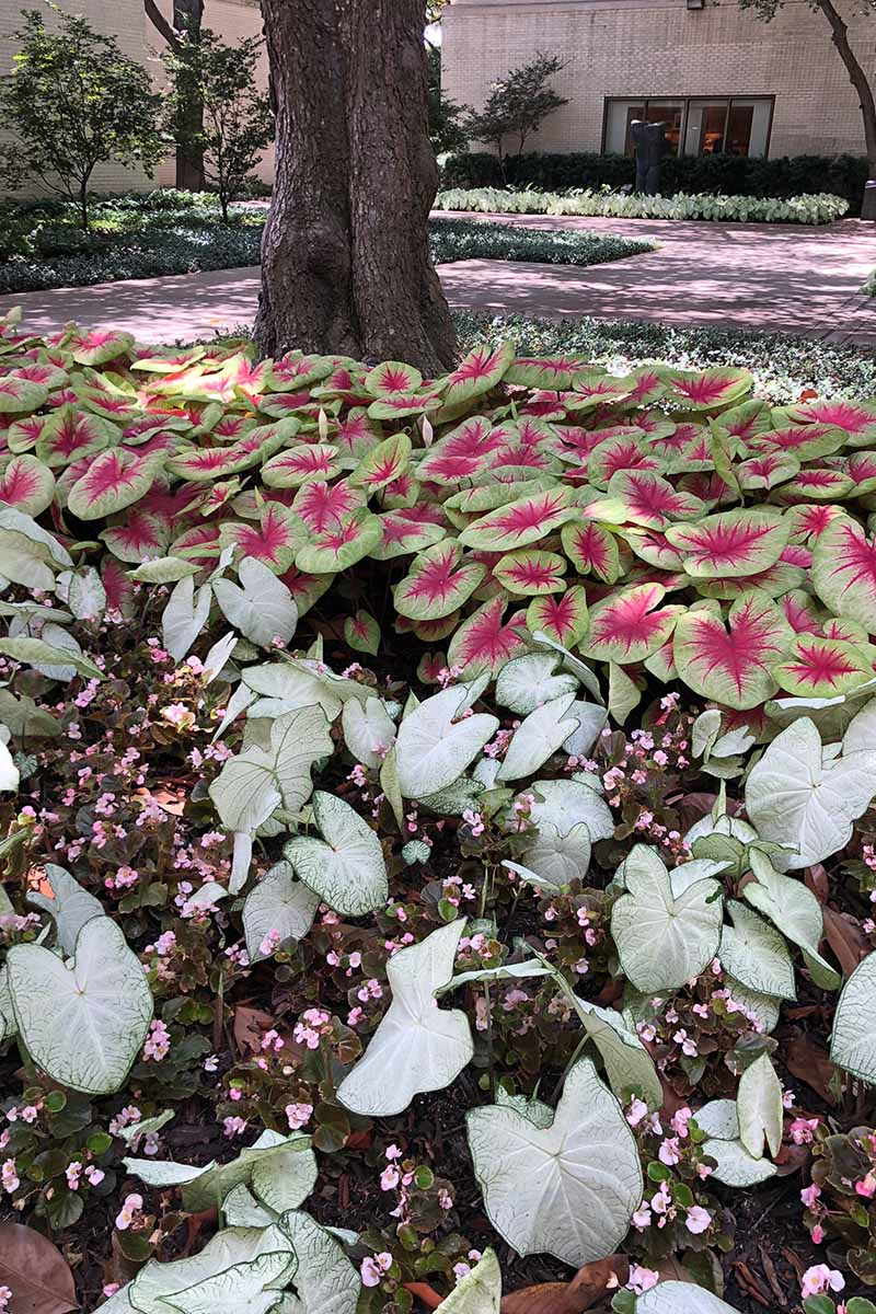 Caladium in European garden