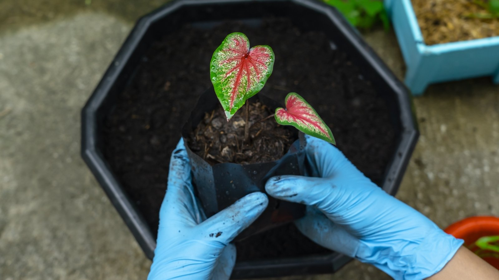 Caladium cultivar variety display
